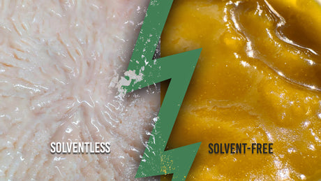 Solventless Central |  The Difference Between Solventless CBD and Everything Else