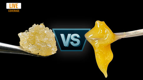 Solventless Central | What is the Difference Between Live Resin and Live Rosin Extract?